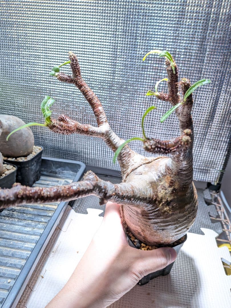 タ*ー様 パキポディウム　グラキリス現地球