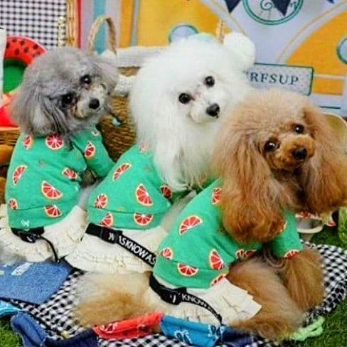 直営店限定2枚セット NC☆フレッシュORTasknowasdewan