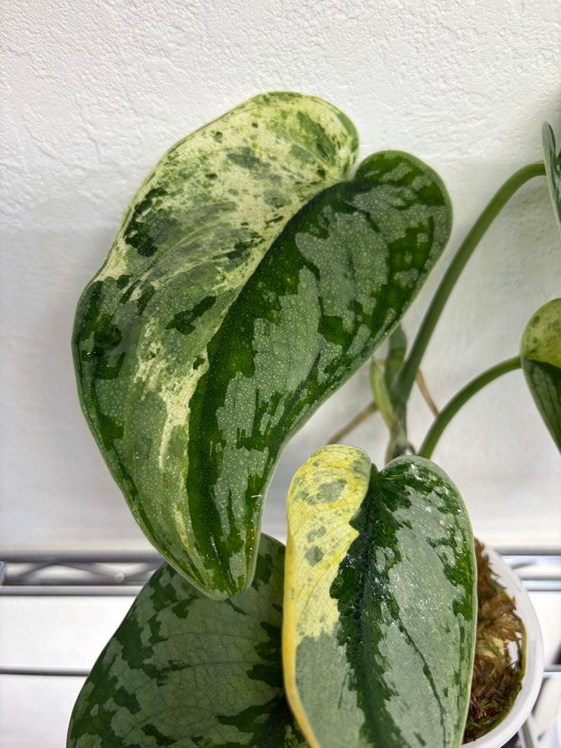 その他観葉植物 scindapsus supermoon tilung