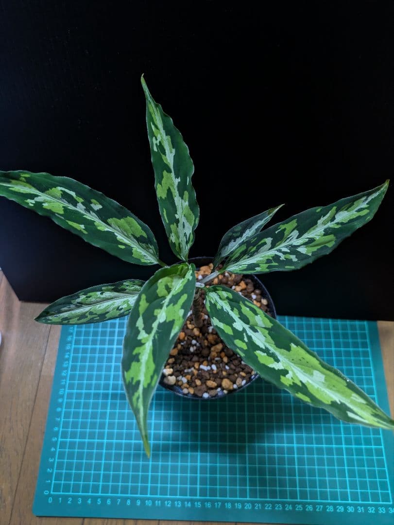 観葉植物 アグラオネマ　エウレカ　細葉