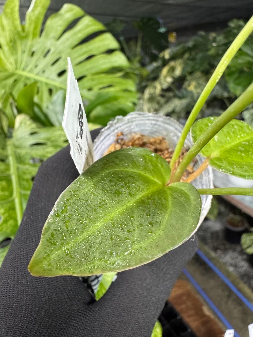 う*ー様 11ベッセアエ×デビリス×ドリームウィーバー×パピリラミナム斑入りの可