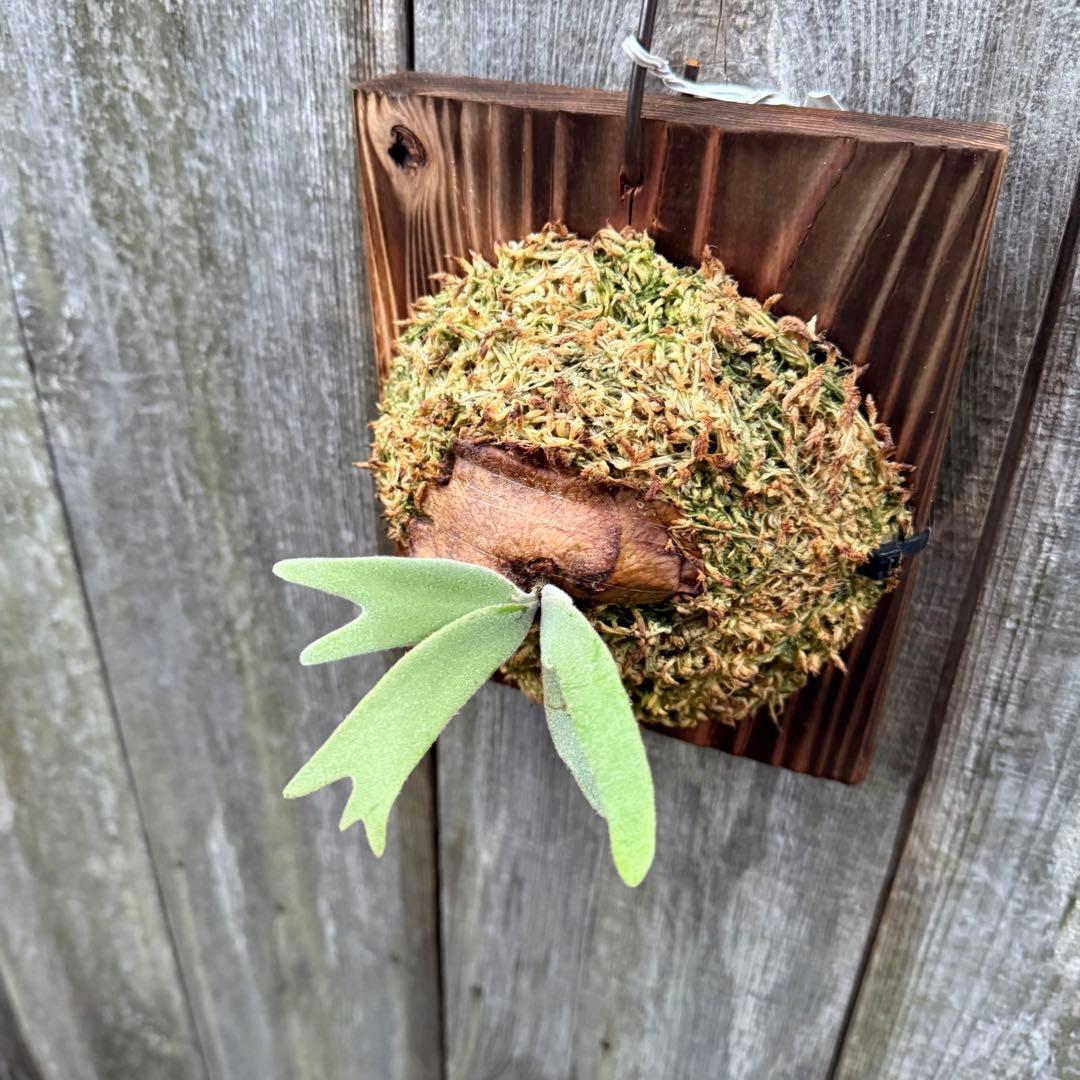 ビカクシダ P. willinckii Dwingeloo (pup)