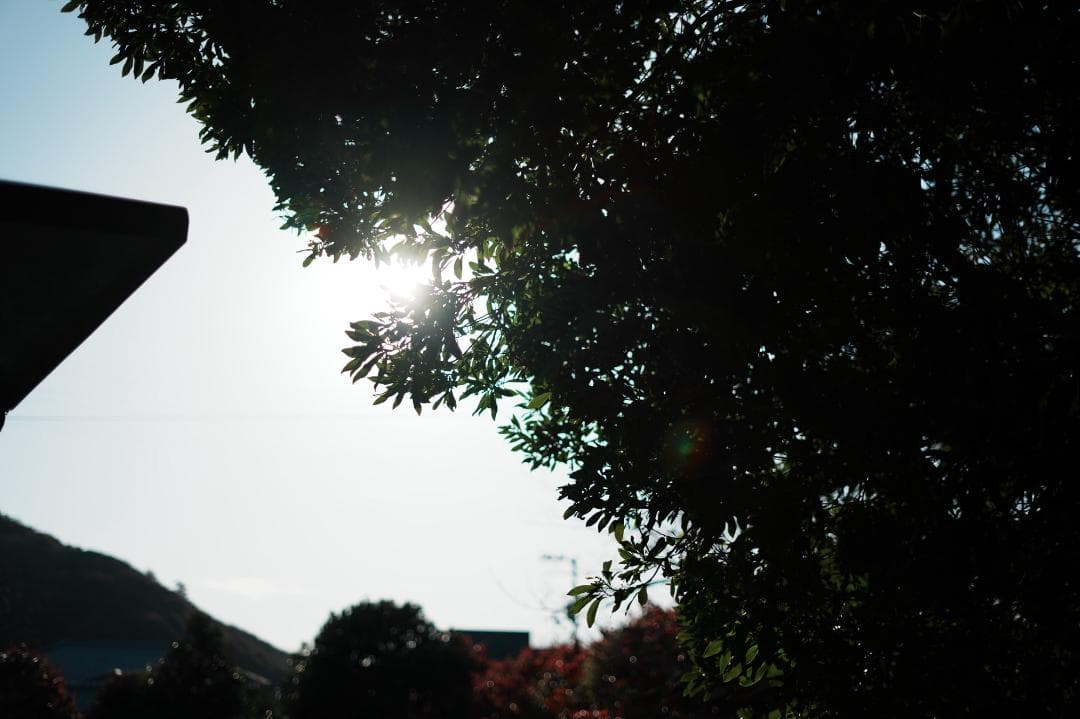 プロ検証済｜SONY FE50mm F1.8 日常を特別に変える 371