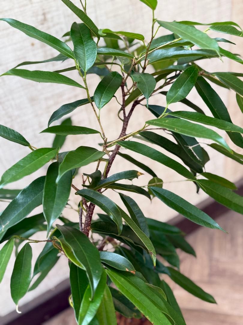 ☆フィカス アムステルダムキング♪ 曲がり仕立て 112cm♪