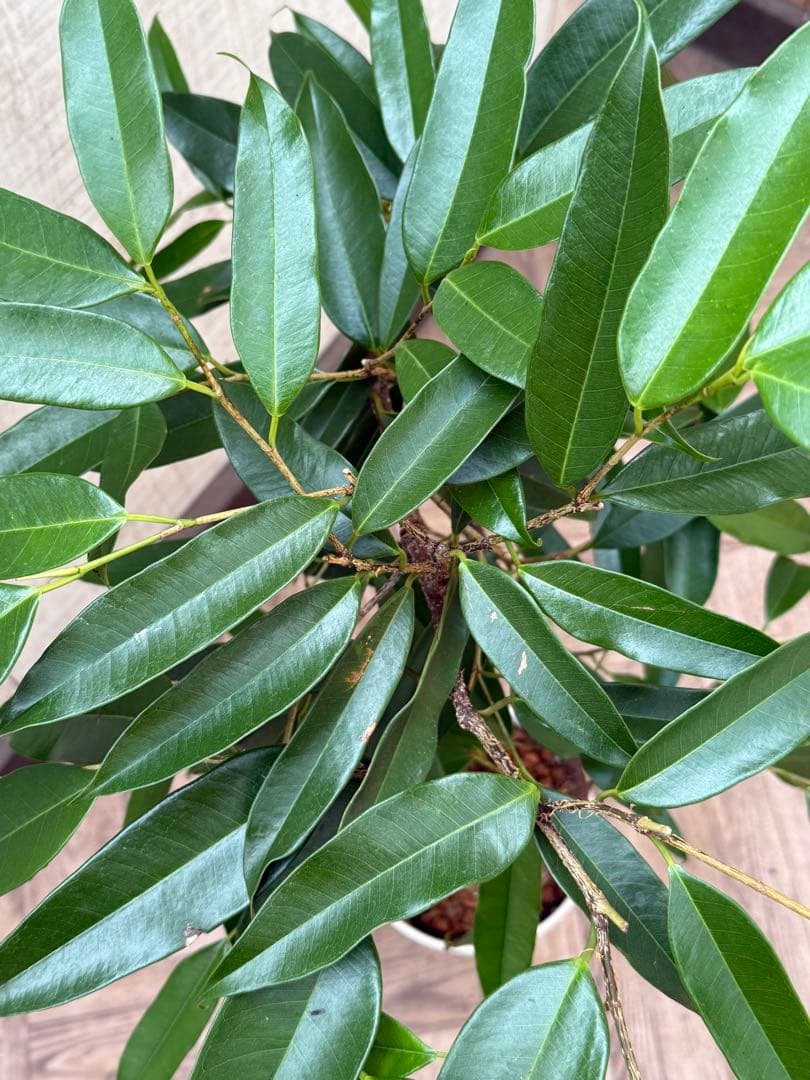 ☆フィカス アムステルダムキング♪ 曲がり仕立て 112cm♪