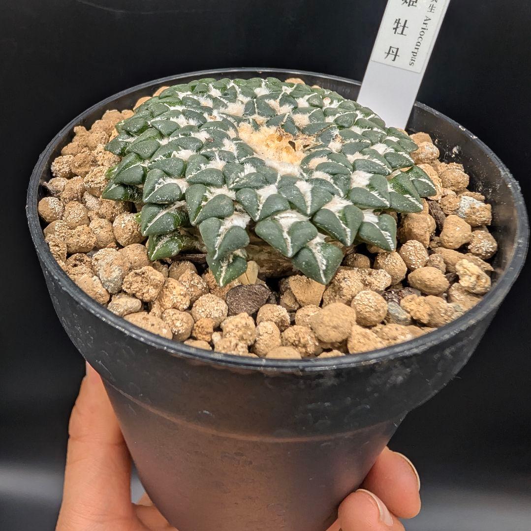 み*ん様 姫牡丹 国内実生 鉢植え メルカリ便送料込み