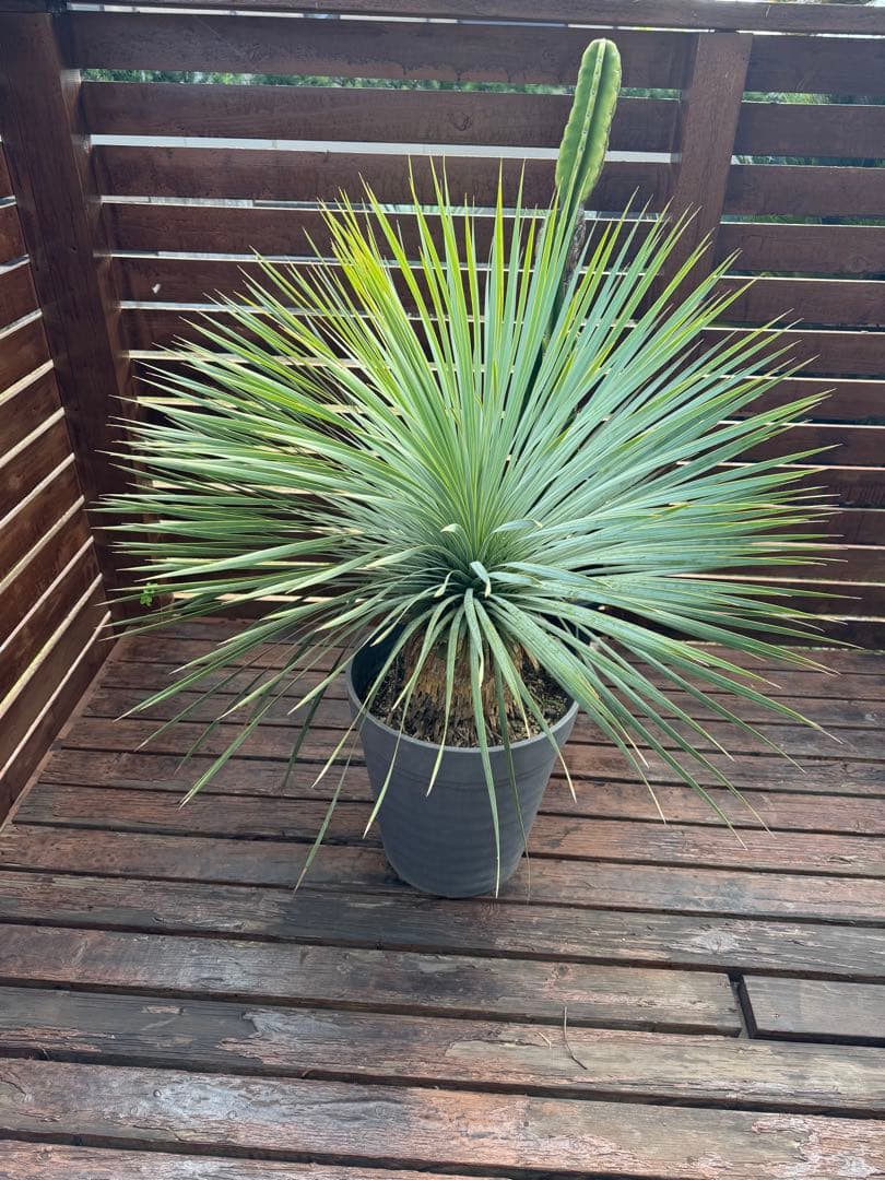 ロストラータ　綺麗　チェリー