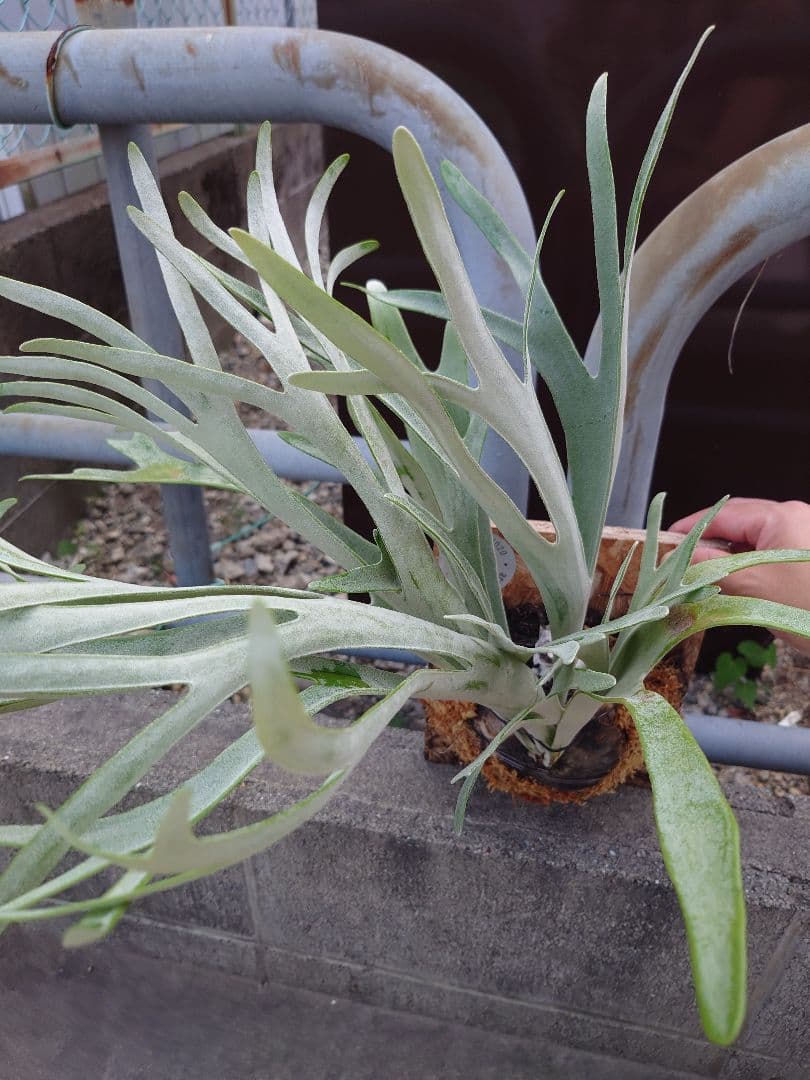 ビカクシダスノークイーンエルサF307 コルク付き