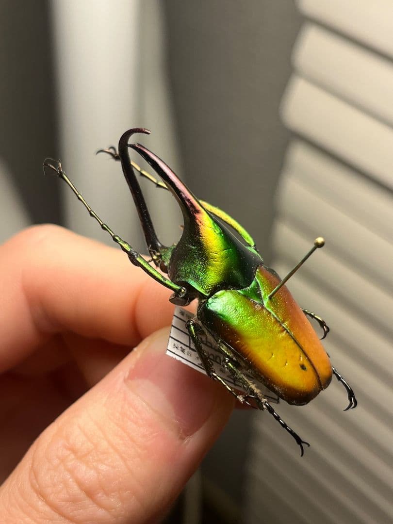 【43mm】カブトハナムグリ コガネムシ プラチナコガネ カナブン　昆虫標本