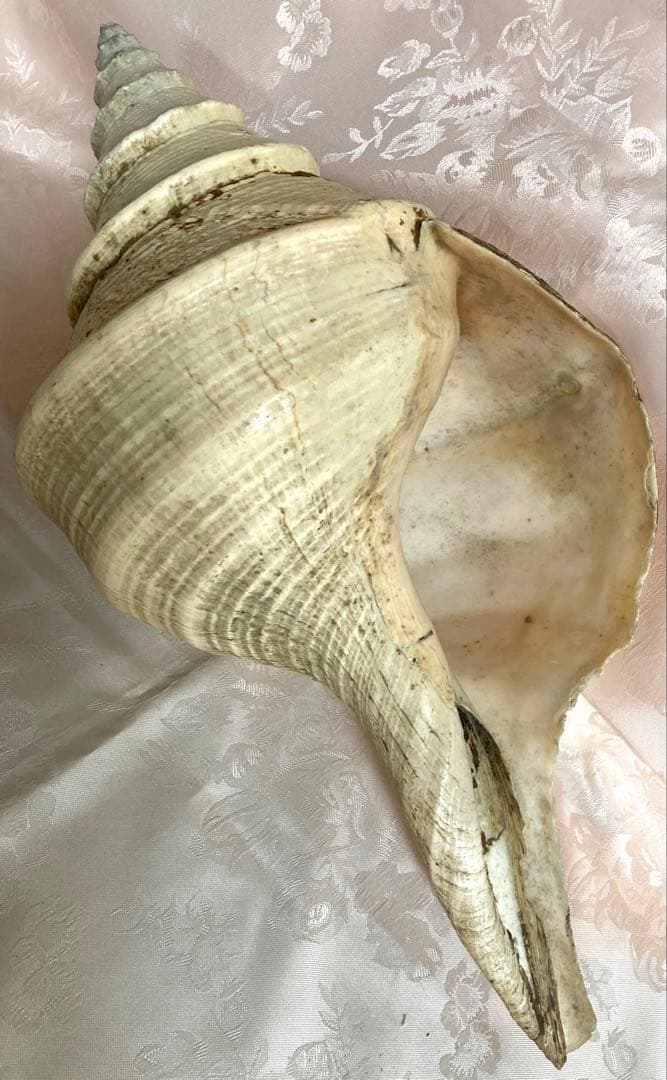 アラフラオオニシ49cm 世界最大の巻貝