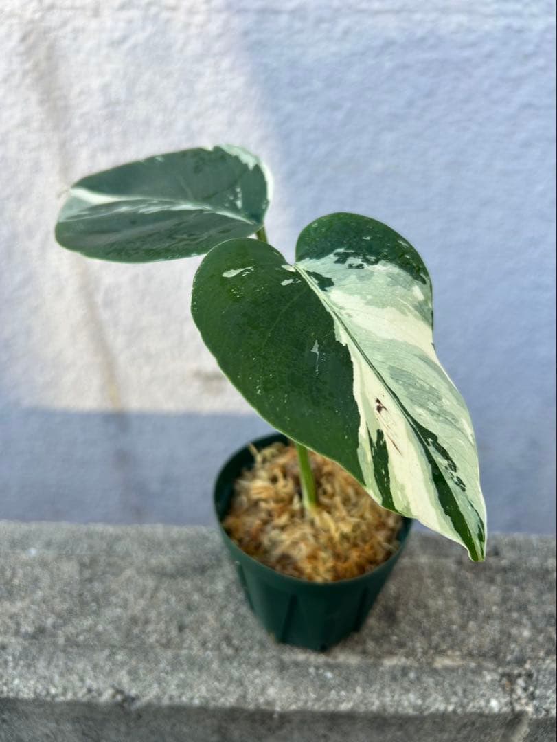 ス*コ様 モンステラ　ミント　斑入り