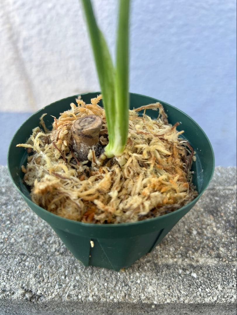 ス*コ様 モンステラ　ミント　斑入り