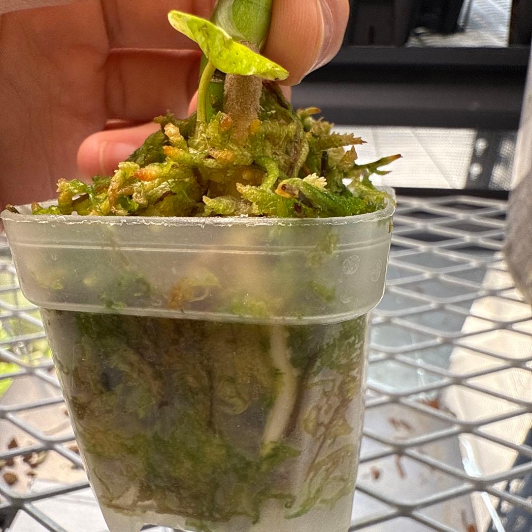 プ*ン様 極上 モンステラ サイアムミント