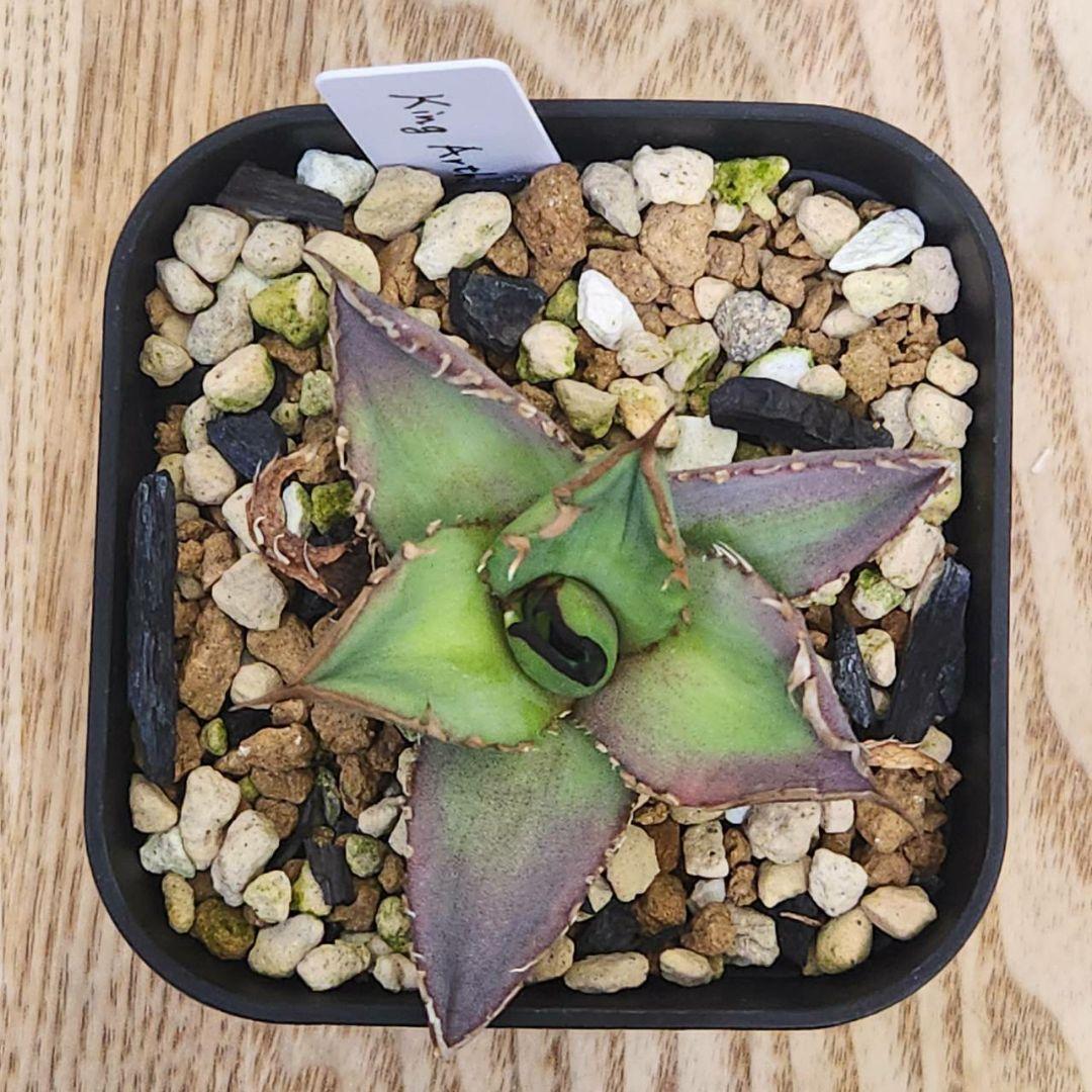 キングアーサー 毒刺産 子株 KING ARTHUR アガベ チタノタ