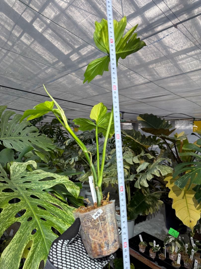 N5 フィロデンドロン　キティナ　健康カット苗