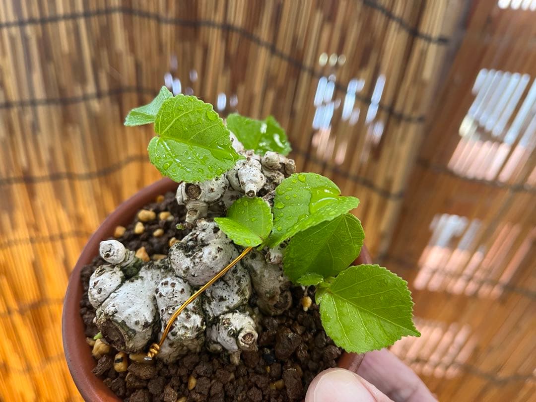 ✨✨✨オキナワイボオオハマボウ【◎良品素材】/ハート葉happy♪セール♪