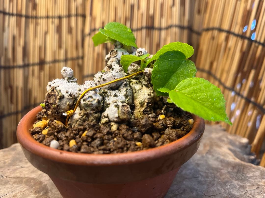 ✨✨✨オキナワイボオオハマボウ【◎良品素材】/ハート葉happy♪セール♪