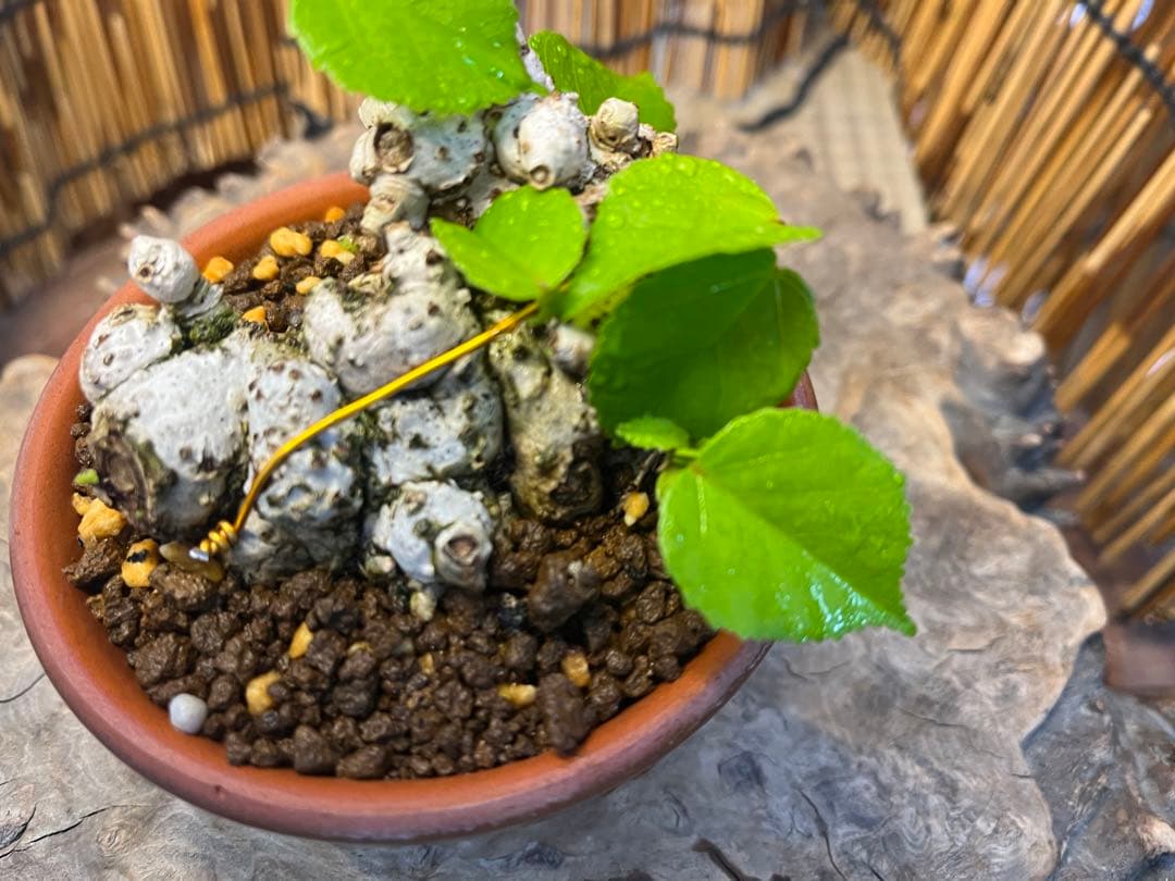 ✨✨✨オキナワイボオオハマボウ【◎良品素材】/ハート葉happy♪セール♪