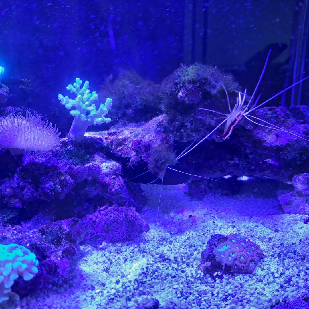 オーバーフロー水槽 透明ガラス LED照明付き 説明文要参照