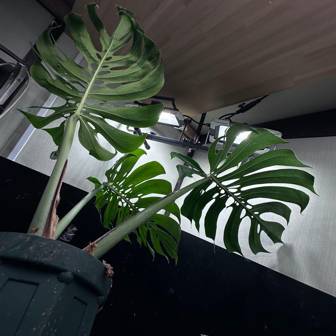 モンステラデリシオーサマクロコズム超希少系統鉢植え80㎝レア