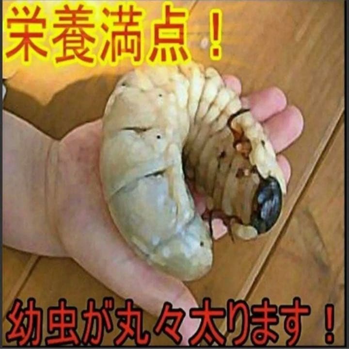 カブトムシ幼虫が大きく育ちます！ヒマラヤひらたけ発酵マット【8袋】栄養添加剤入り