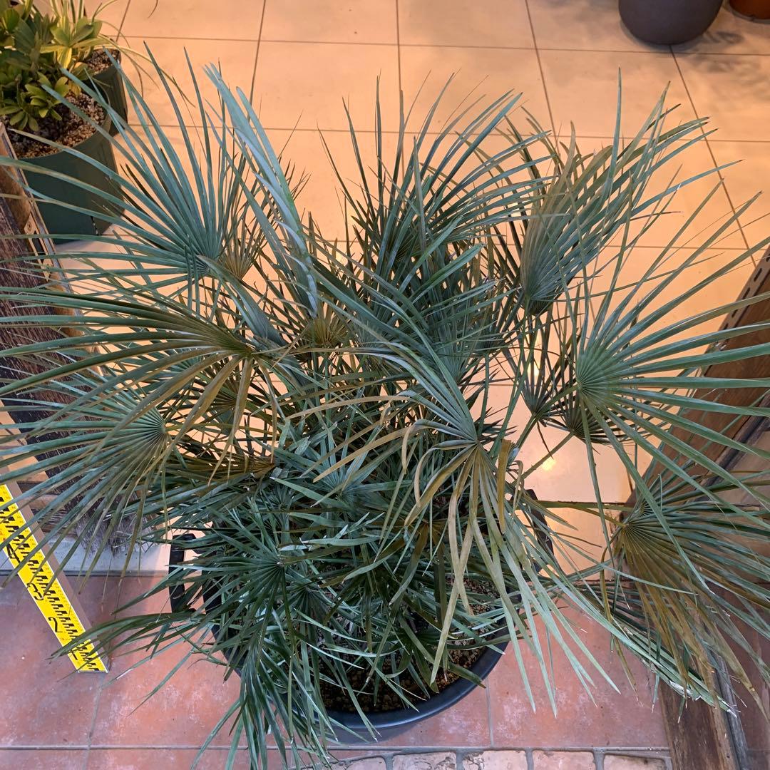 チャメロプス フミリス セリフェラ シルバーブルー