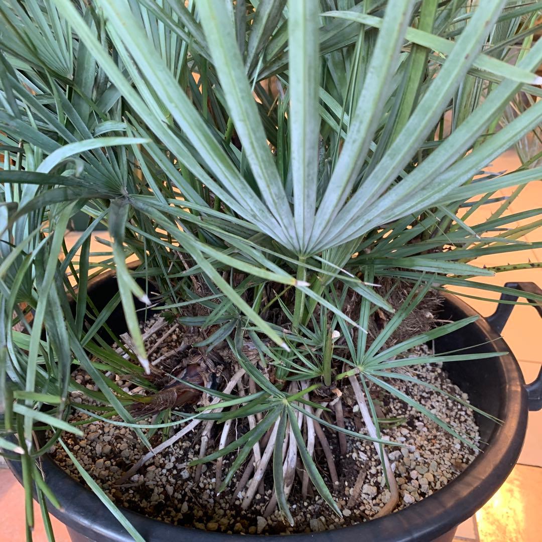 チャメロプス フミリス セリフェラ シルバーブルー