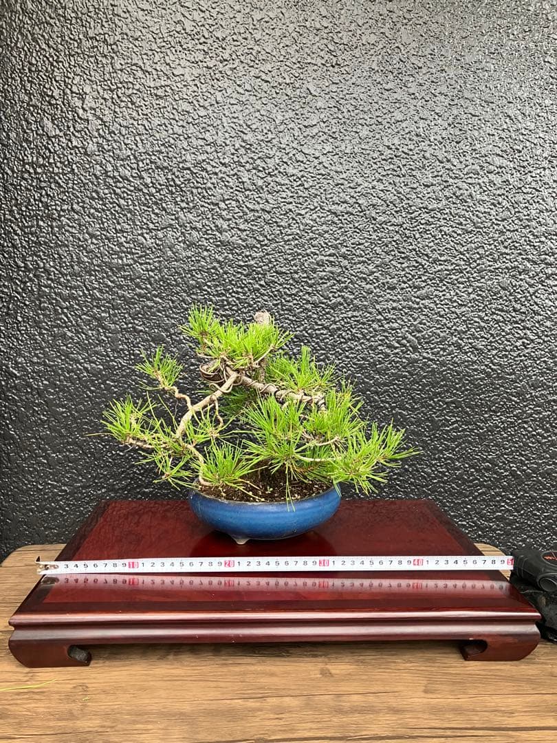 ◉赤松盆栽　変わり木　究極の逸品！　◉直ぐ飾れます　大幅値下げ2/8(日曜)迄