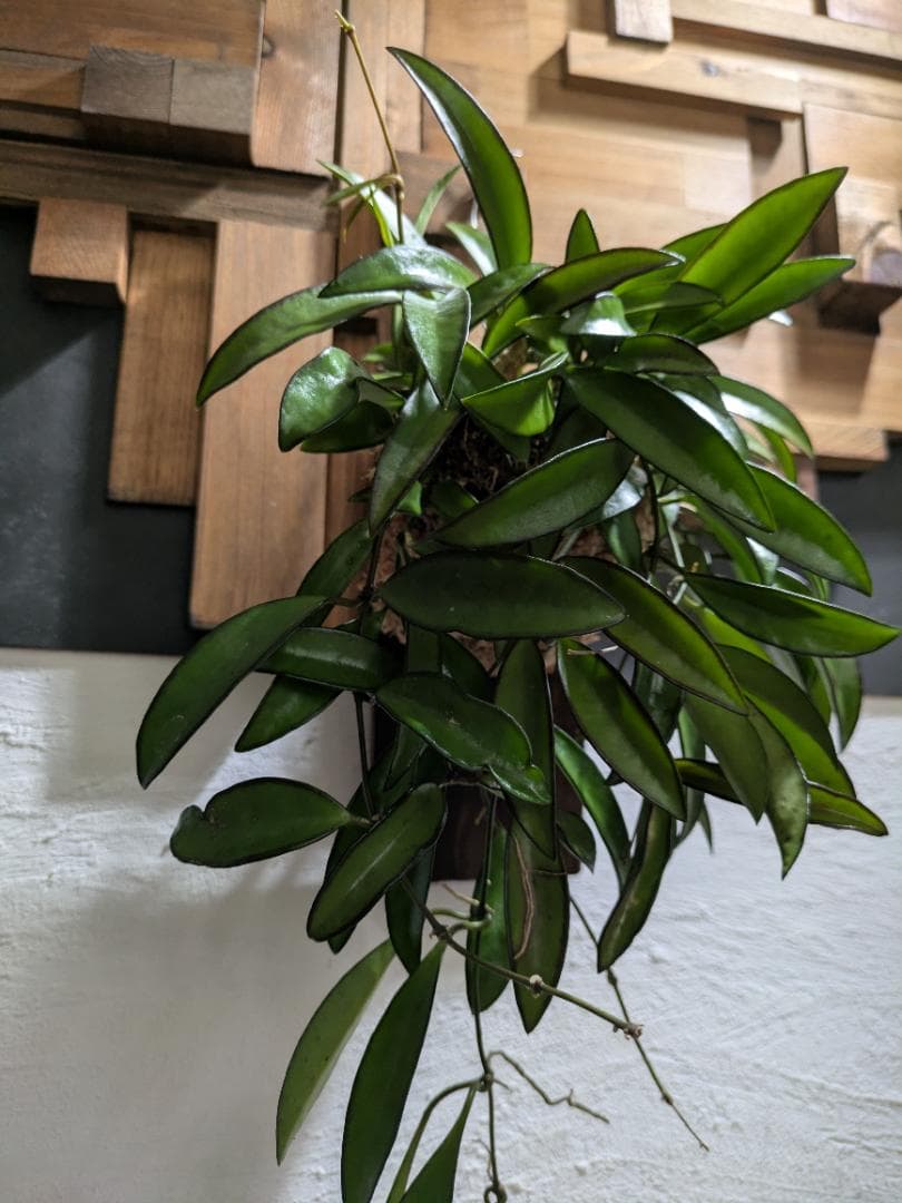 ハナ様ご依頼分プラティケリウム アルシコルネ＋チャイナビーン＋ヘテロクラダ