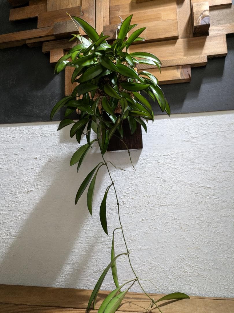 ハナ様ご依頼分プラティケリウム アルシコルネ＋チャイナビーン＋ヘテロクラダ