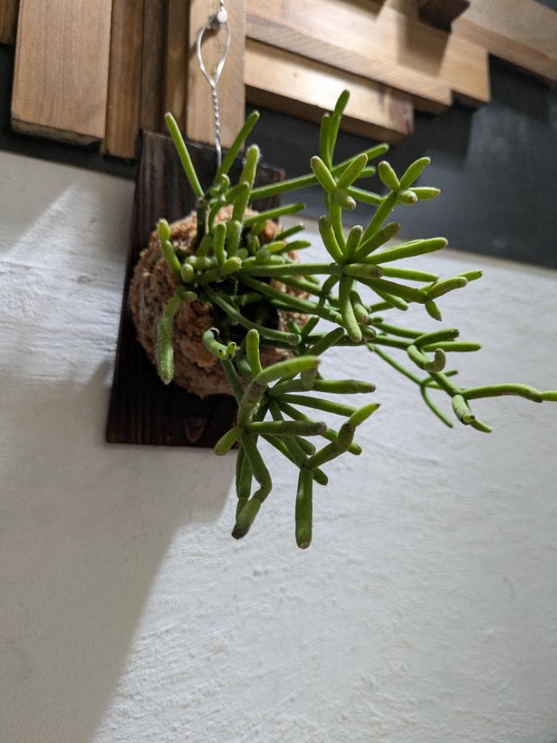 ハナ様ご依頼分プラティケリウム アルシコルネ＋チャイナビーン＋ヘテロクラダ