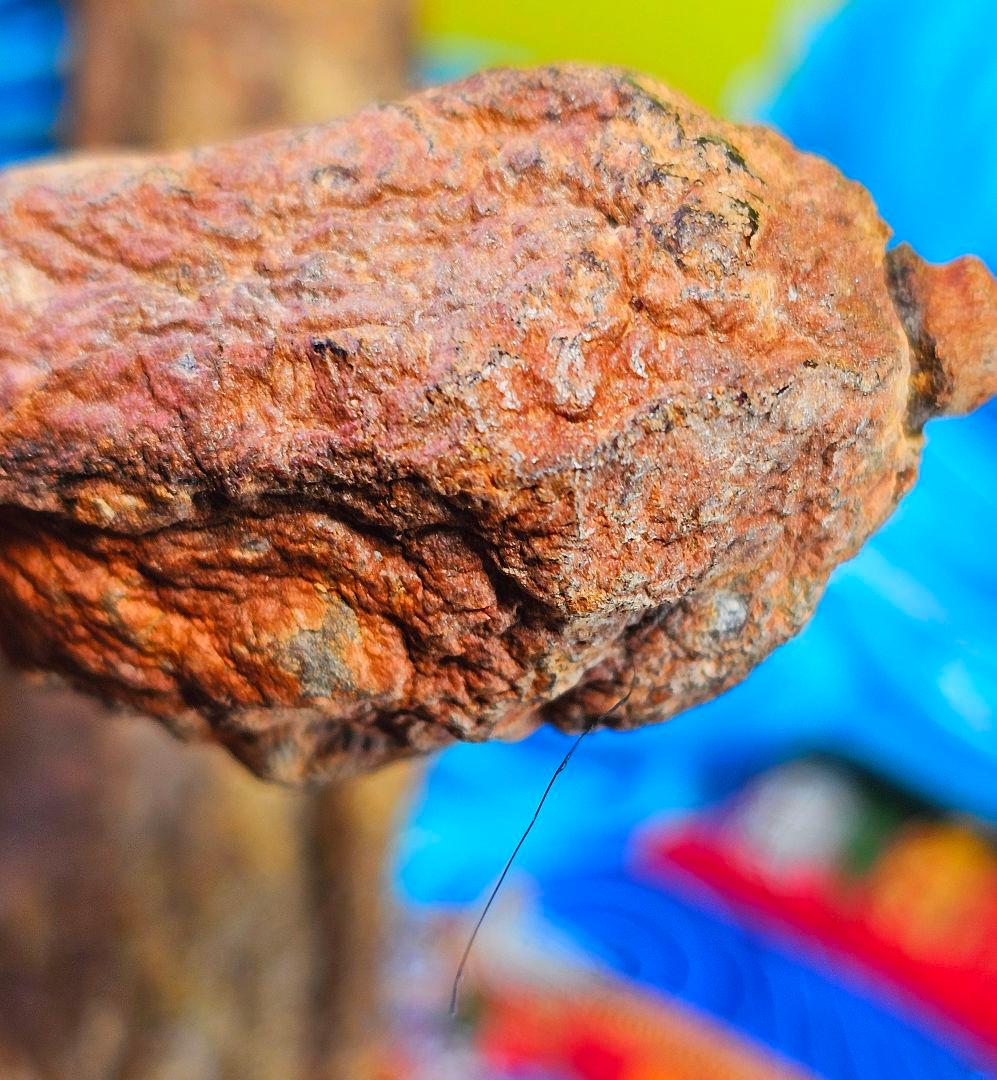 毛が生えた‼️特級呪物‼️希少‼️超特大サイズ‼️ナリーポンとマカリーポン