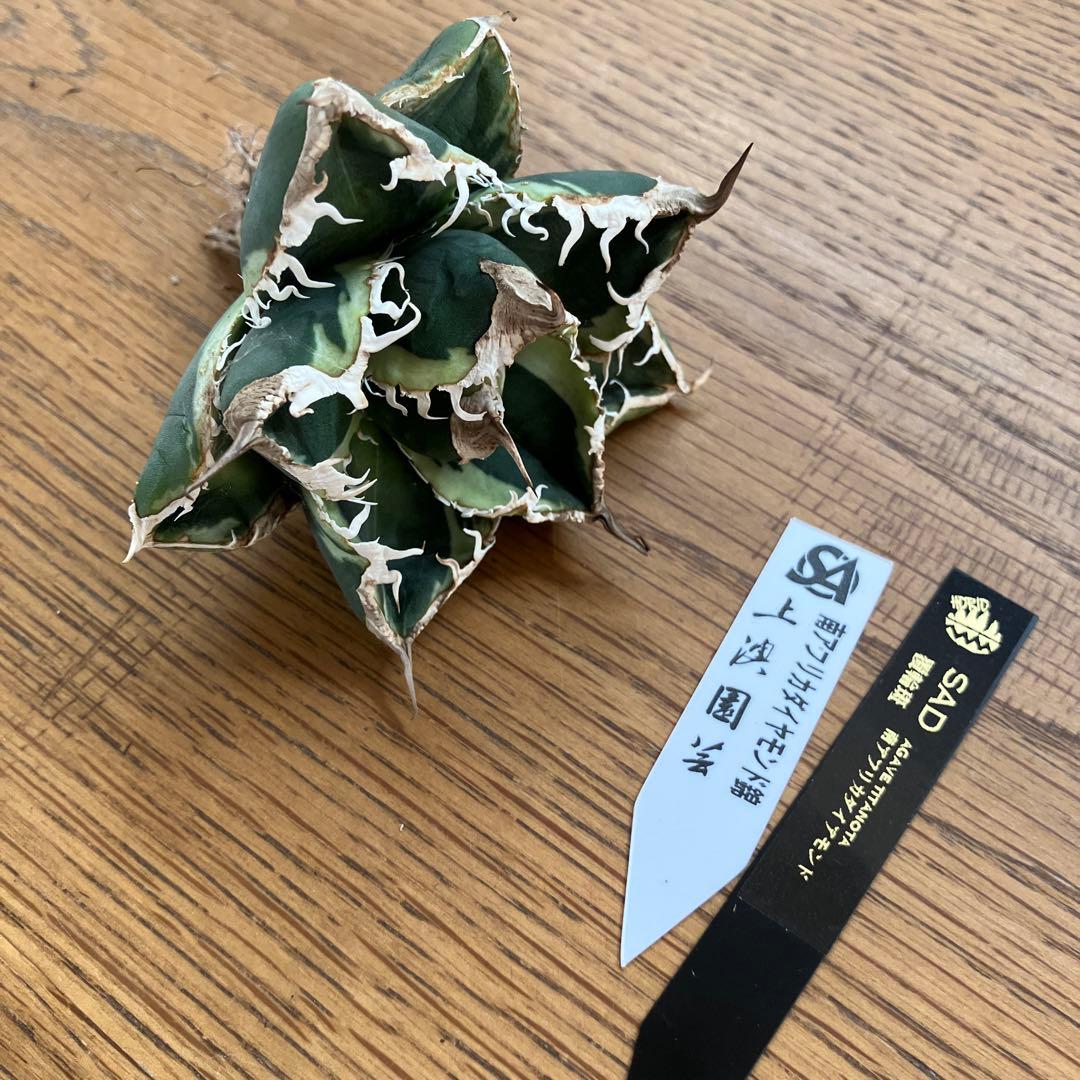 超選抜【速達】特大　優秀株　太棘　アガべ　チタノタ　SAD錦　覆輪斑　TC