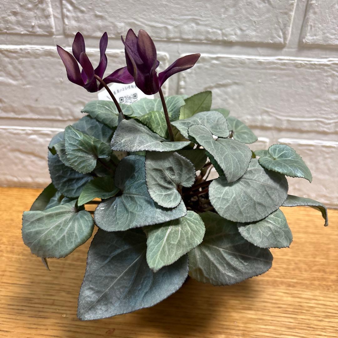 ako325ラナンキュラスラックス♡イカロス他計8点♡メルカリ便