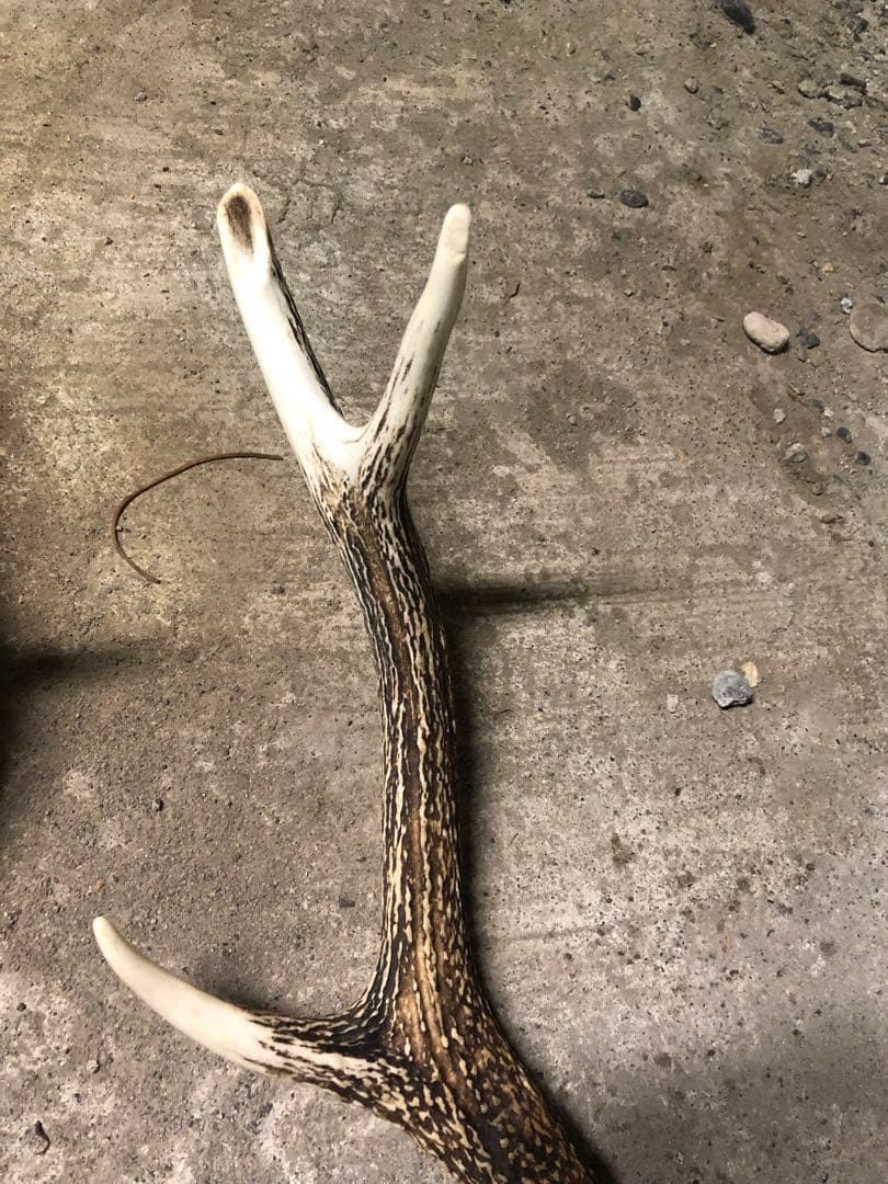 エゾシカの角　6本