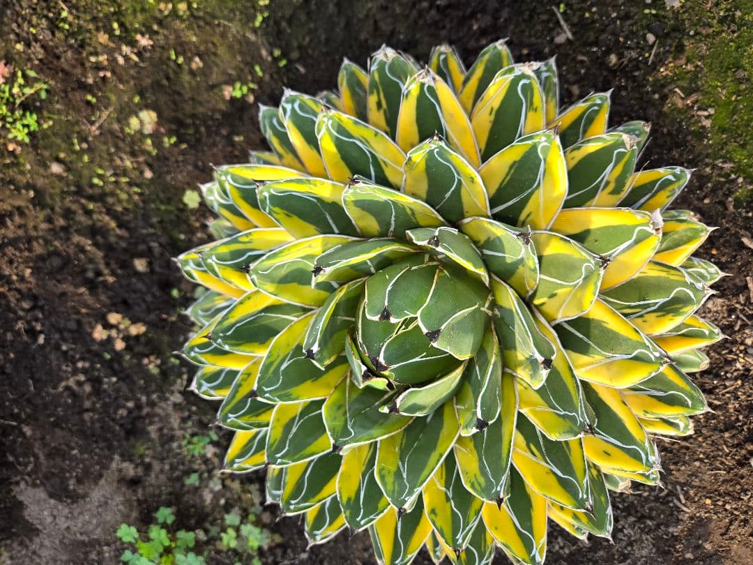 笹の雪　バリエガータ　大株