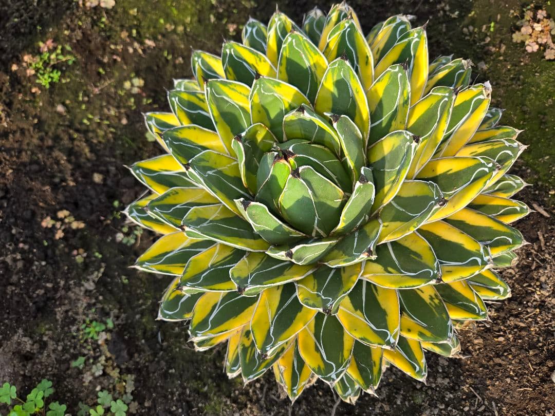 笹の雪　バリエガータ　大株