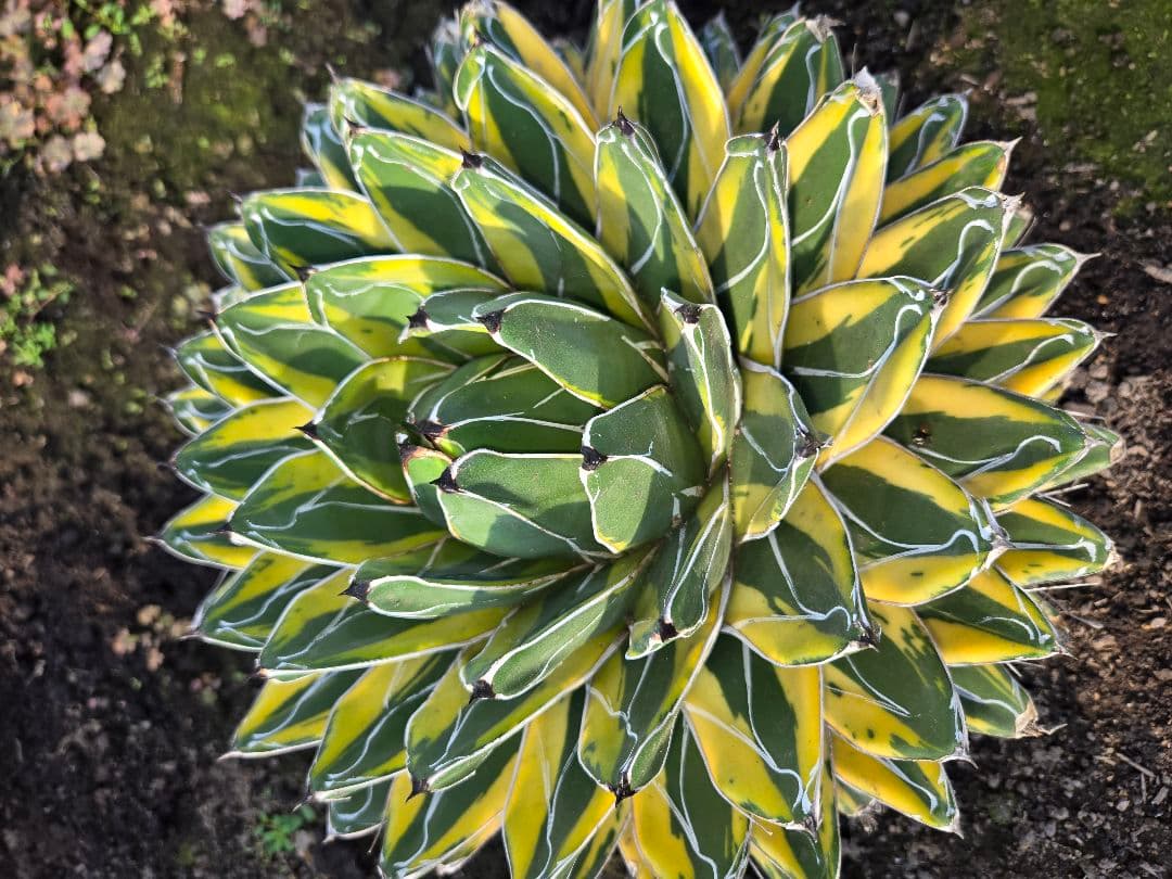 笹の雪　バリエガータ　大株