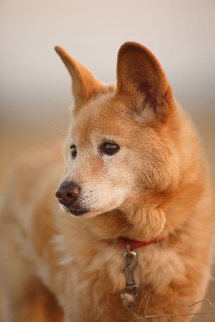 良品Tokina AT-X SD 300mm f2.8 (Fマウント) 作例あり