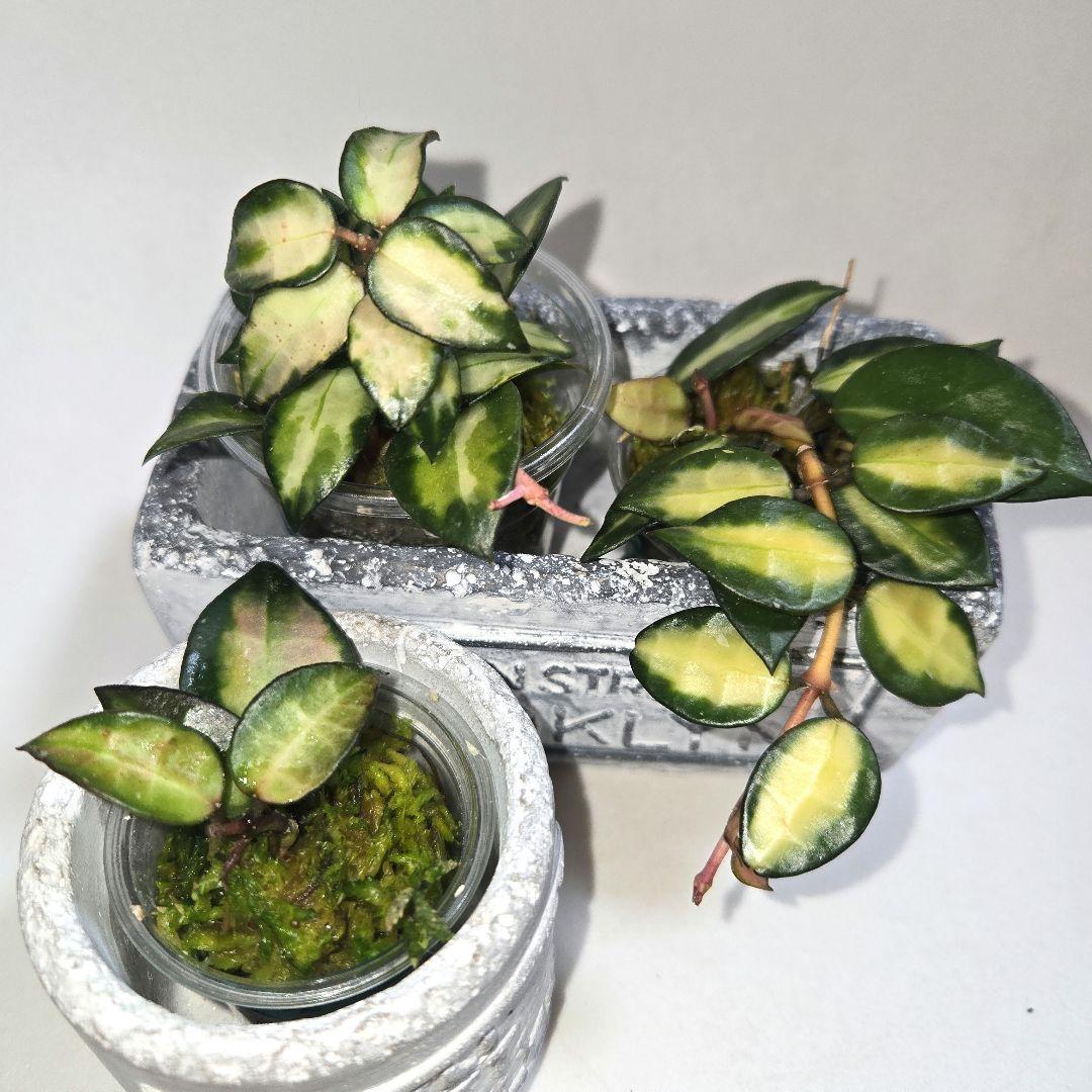 ホヤ　ラクノーサ　中斑種の３種セット