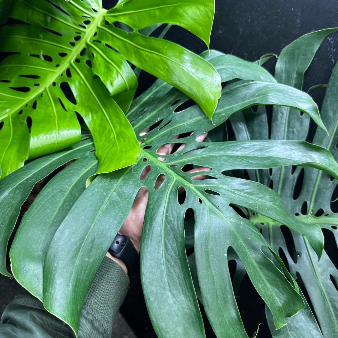 g*n様 モンステラデリシオーサマクロコズム超超大株超希少系統鉢植え高さ101㎝