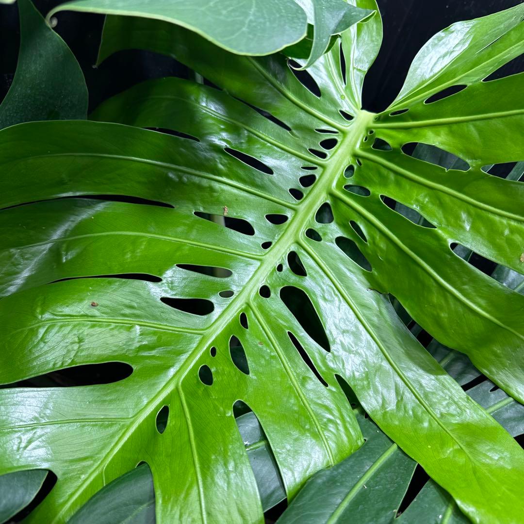 g*n様 モンステラデリシオーサマクロコズム超超大株超希少系統鉢植え高さ101㎝