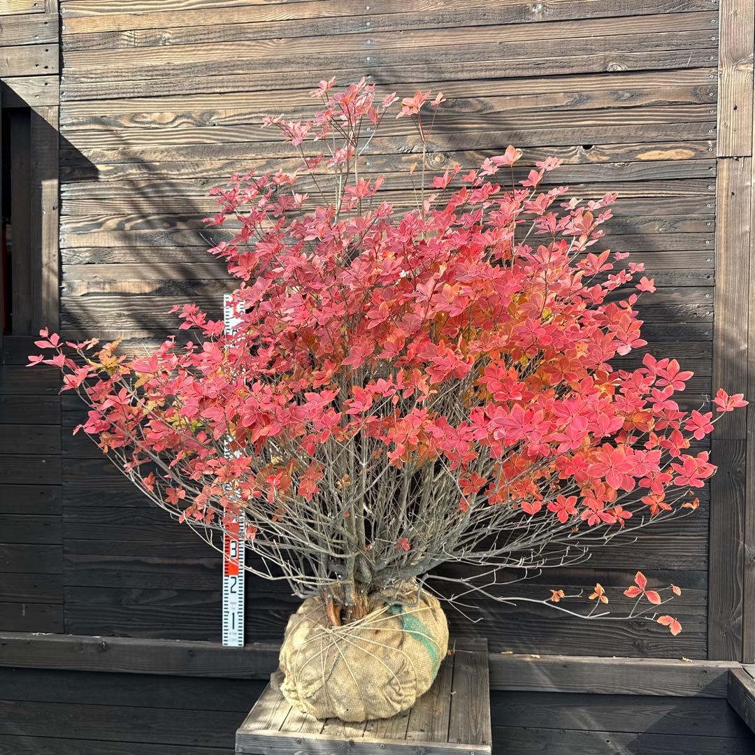 シロヤシオツツジ/特大株【現品発送】管理70740