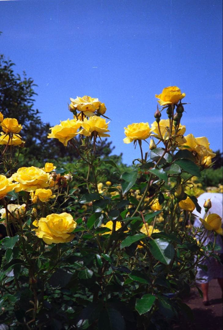 OLYMPUS 35RC 製備品、テスト撮影済　247037