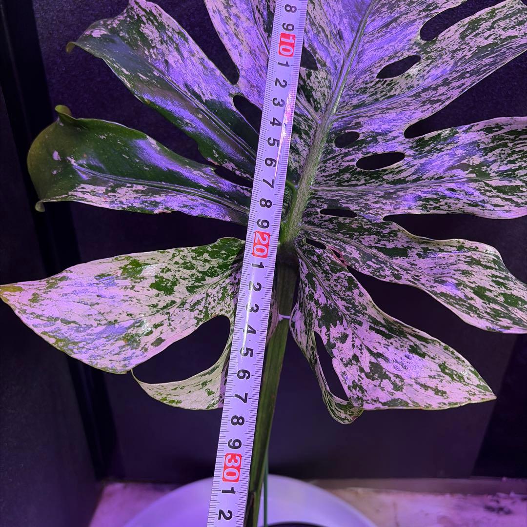 や*す様 超美株❣️モンステラデリシオーサ　サイアム　ミント‼️節多い個体です❣