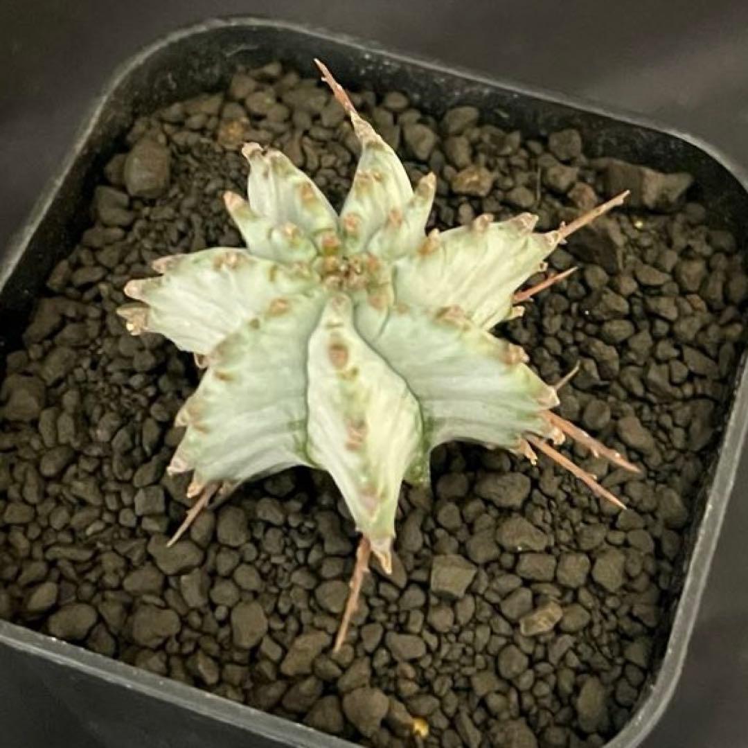 ま*ゃ様 ユーフォルビアホリダ 関上No.2ゼブラホリダ 純血統 カキ子