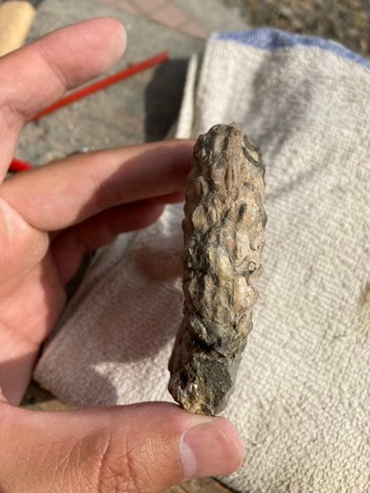 北海道　アンモナイト　テキサナイテスカワサキイ　化石　/ 恐竜　夏休み