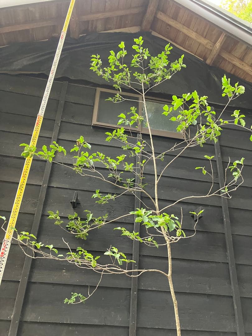 山採り　ソヨゴ　雌雄不明