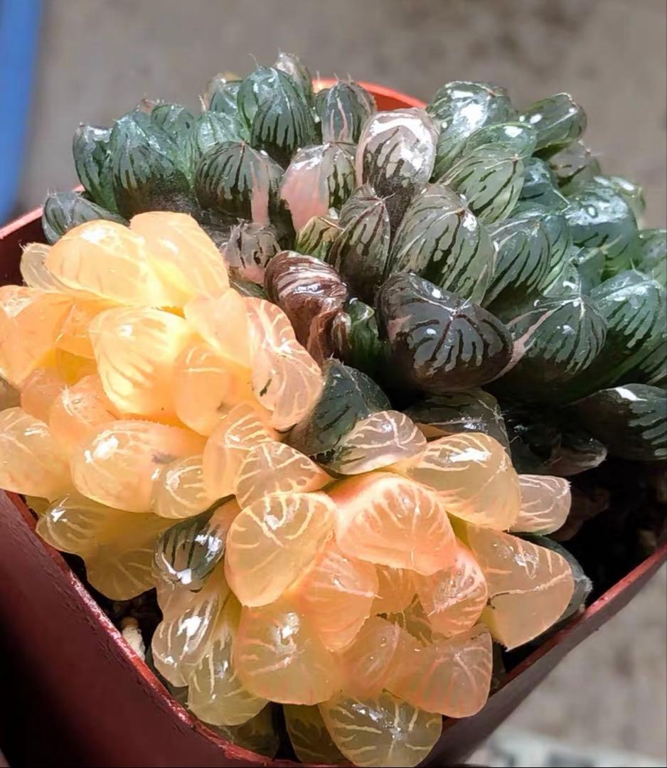 じ*む様 多肉植物　ハオルチア　藤乙オブツーサ錦　群生　鮮明錦　超美品