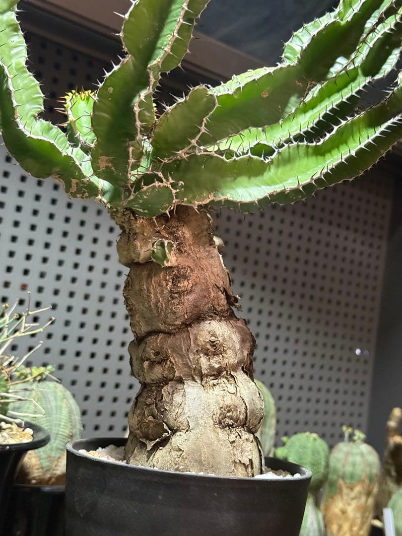 ユーフォルビア　ムランジーナ　現地球　大株